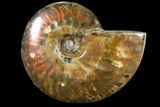 Iridescent Red Flash Ammonite - Madagascar #81373-1